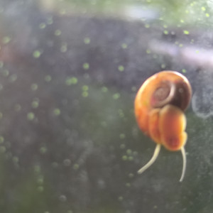 Planorbe escargot aquarium