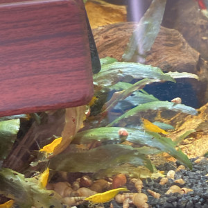 Neocaridina yellow néon