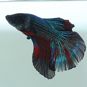 Betta de Selection Mâle et Femelles Nemo Galaxy Multicolors et autres
