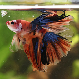 Betta de Selection Mâle et Femelles Nemo Galaxy Multicolors et autres