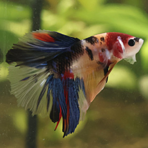 Betta de Selection Mâle et Femelles Nemo Galaxy Multicolors et autres Koi