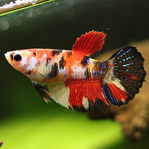 Betta de Selection Mâle et Femelles Nemo Galaxy Multicolors et autres