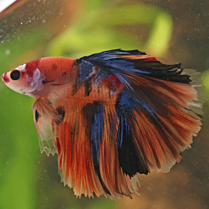 Betta de Selection Mâle et Femelles Nemo Galaxy Multicolors et autres
