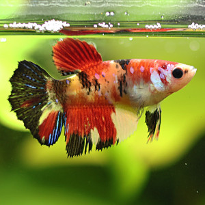Betta de Selection Mâle et Femelles Nemo Galaxy Multicolors et autres