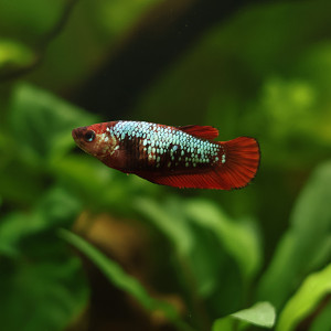 Betta de Selection Mâle et Femelles Nemo Galaxy Multicolors et autres