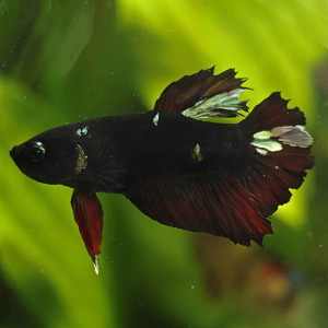 Betta de Selection Mâle et Femelles Vampire Copper Red Rouge Black