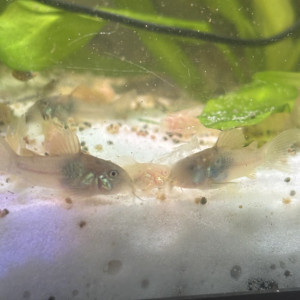 Corydoras aenus bronze