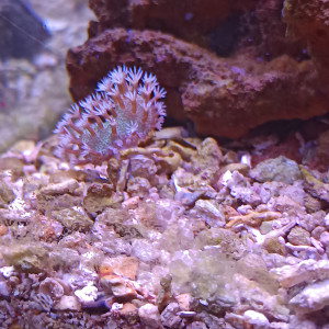 Lobophyton
