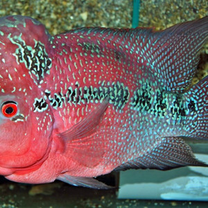 Poisson flowerhorn male adulte