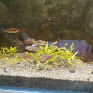 Donne poissons
