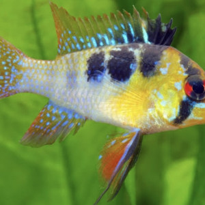 Ramirezi et tetra amande