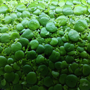 Limnobium laevigatum - "grenouillettes"