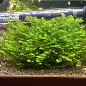 Plante epiphyte rare moss sûr biocerapond