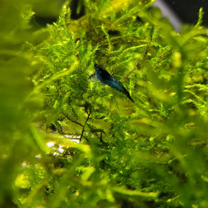 Crevettes blue velvet
