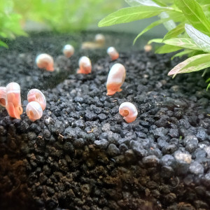 Planorbes roses
