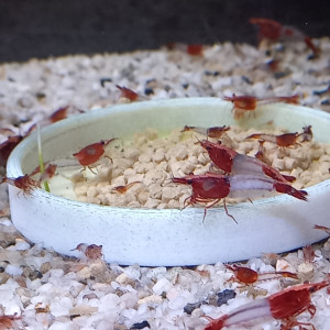 Crevette rili red
