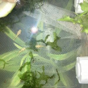 Alevin ancistrus gold