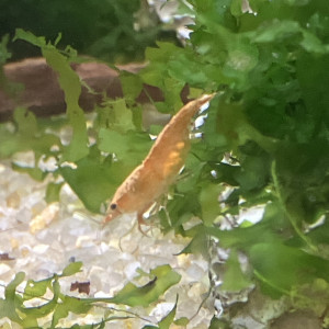 Sakura orange 🍊 neocaridina davidii