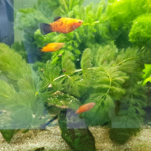 Platys