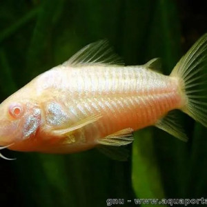 corydora albinos