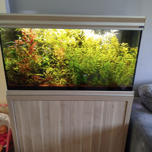 donne/vends poissons, plantes voire l'aquarium