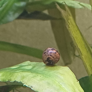 Planorbes leopard