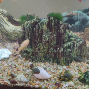 Ancistrus Gold