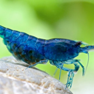 Neocaridina davidii Blue velvet