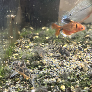 Donne gourami, corydoras, néon