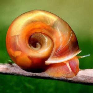 Planorbe