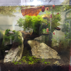 Aquascap blue carbon