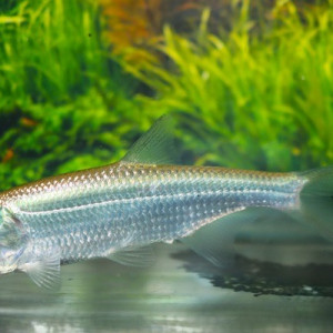 Megalops atlanticus 8cm