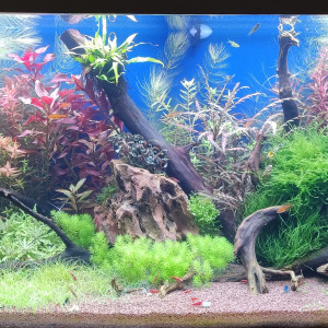 Juwel Rio 180