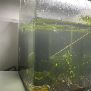Nano 30l avec yellow King Kong