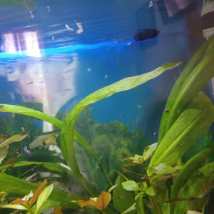 Vend poisson