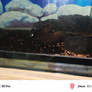 Aquarium et poissons à offrir,
