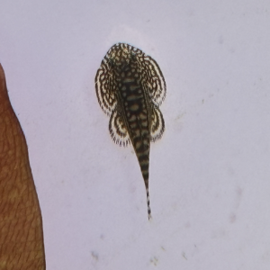Sewellia lineolata