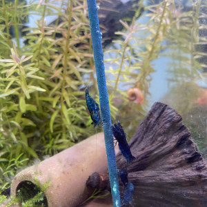 Neocaridina Blue Dream High grade