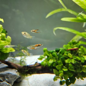 Guppys Endler / Corydoras albinos / Ancistrus