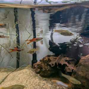 Guppy endler