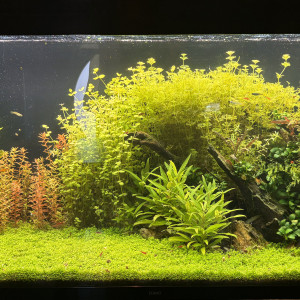 250 litres