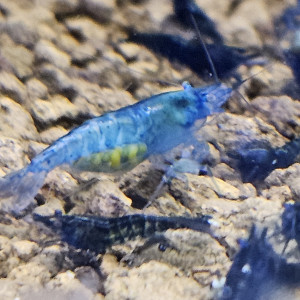 Neocaridina Blue Velvet