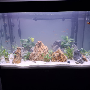Mon aquarium