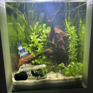 Nano cube AMTRA 30 Moon
