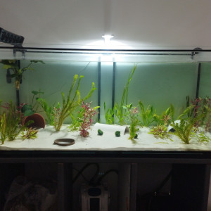Aqua axolotls 500L