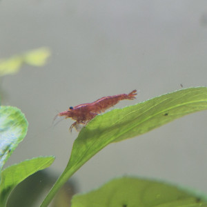 Red cherry