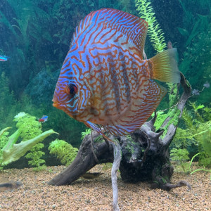 Discus stendler