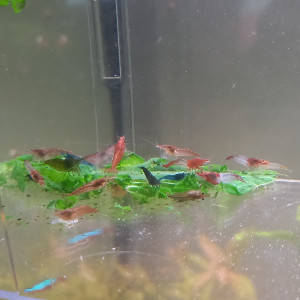 Crevette neocaridina déclassées tout venant