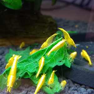Crevette yellow néon