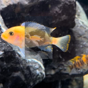 Sp.Malawi